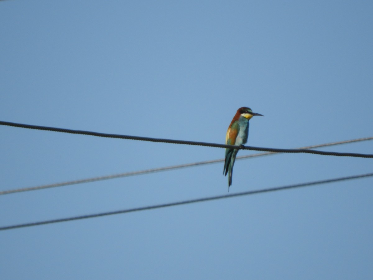 European Bee-eater - ML621160225