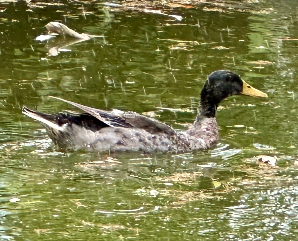 Mallard (Domestic type) - ML621160232