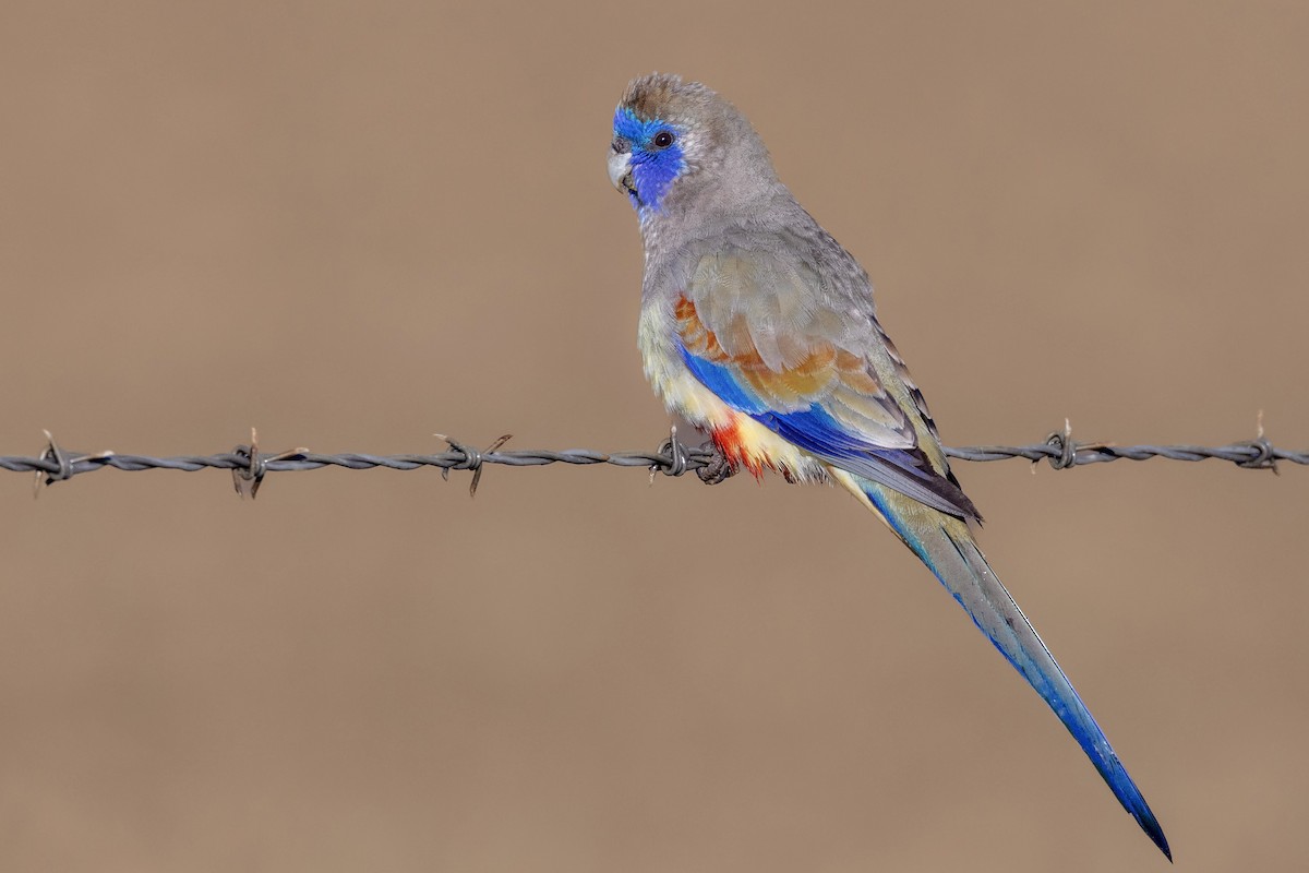 Mavi Yüzlü Papağan - ML621160234