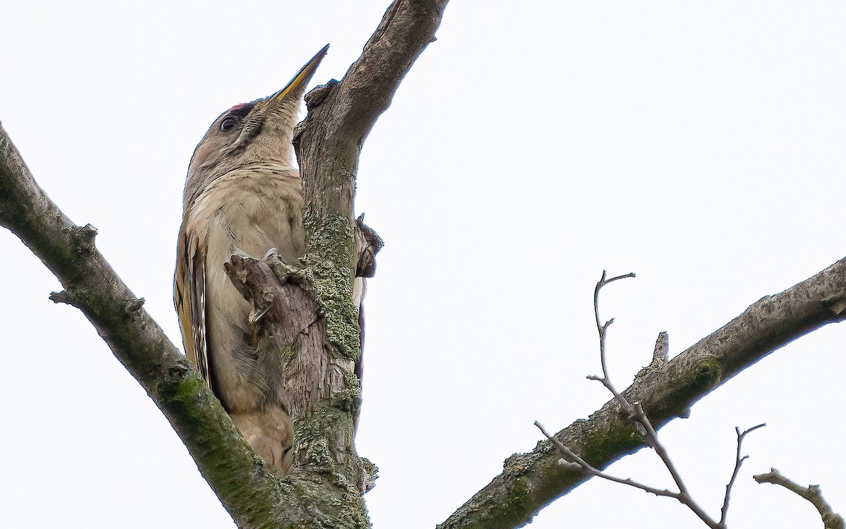 Gray-headed Woodpecker - ML621160245