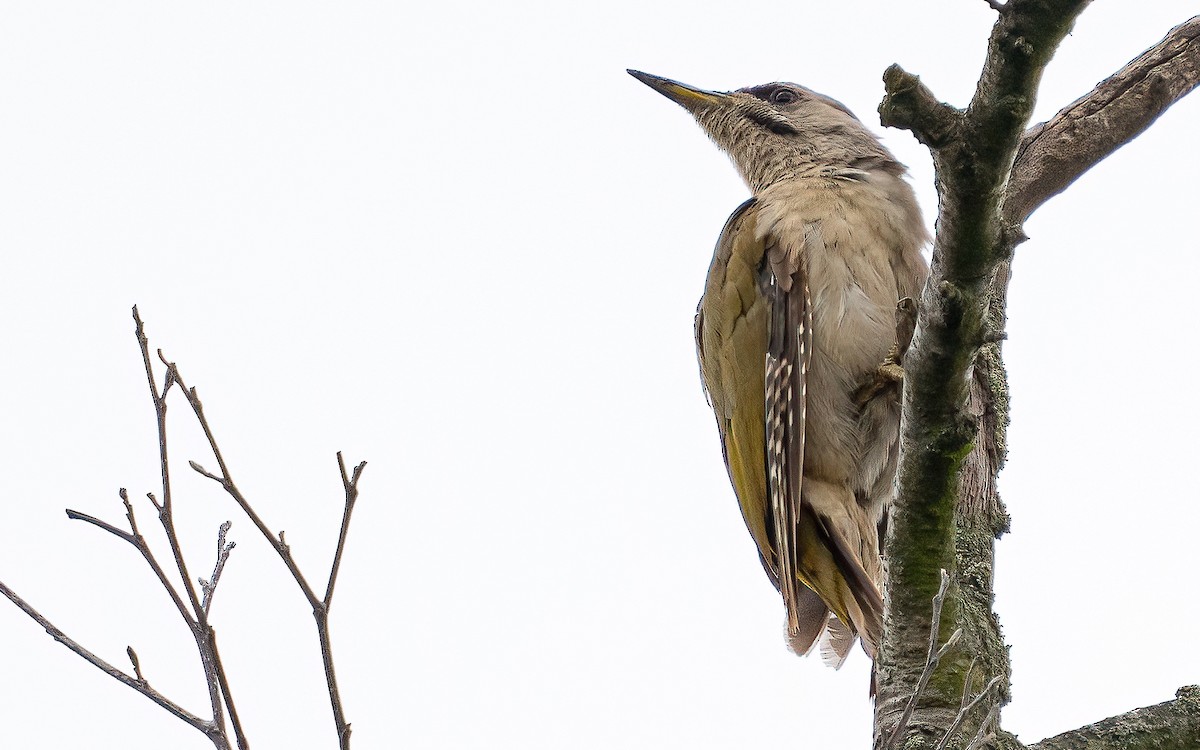 Gray-headed Woodpecker - ML621160250