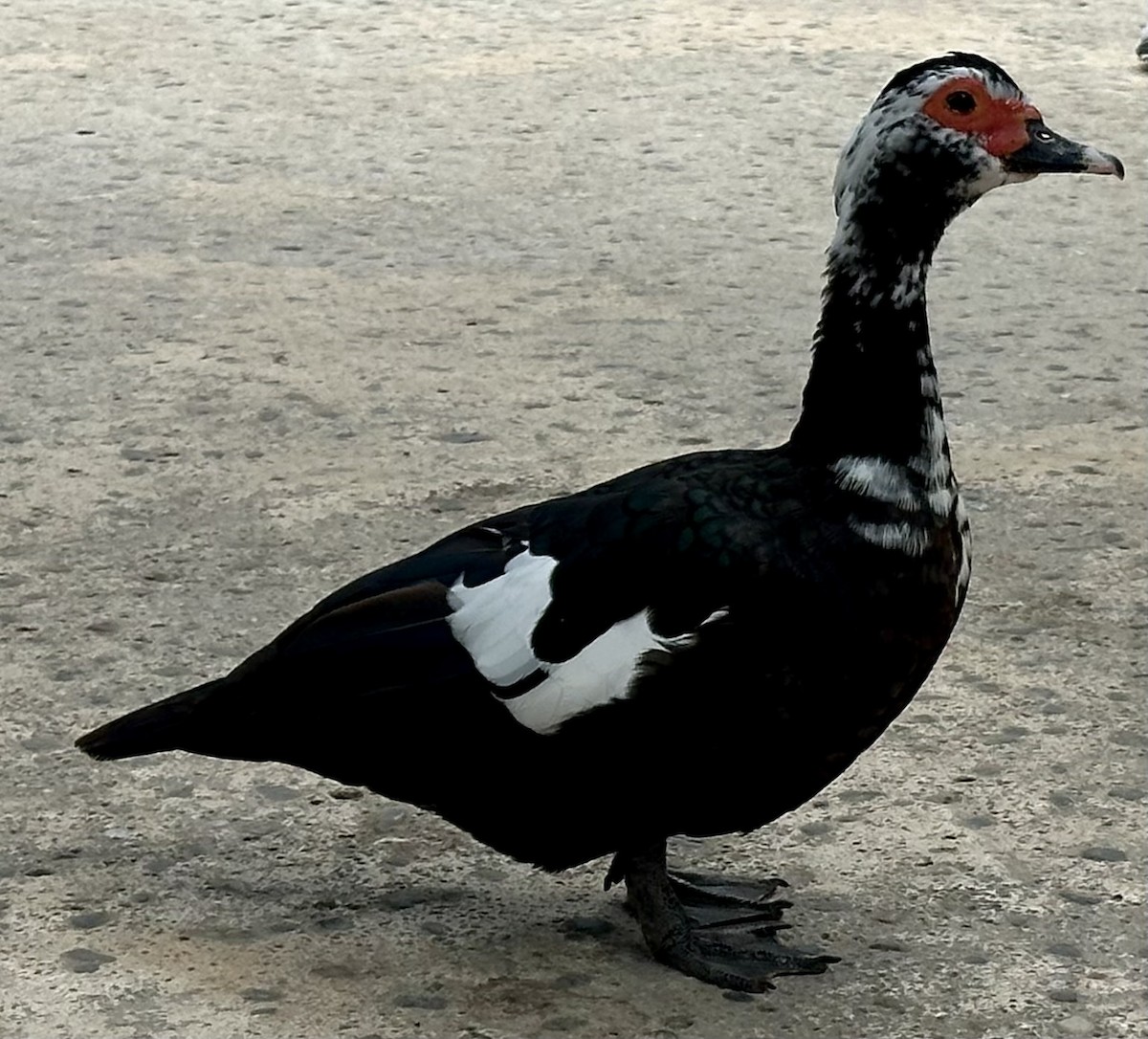 Muscovy Duck (Domestic type) - ML621160251