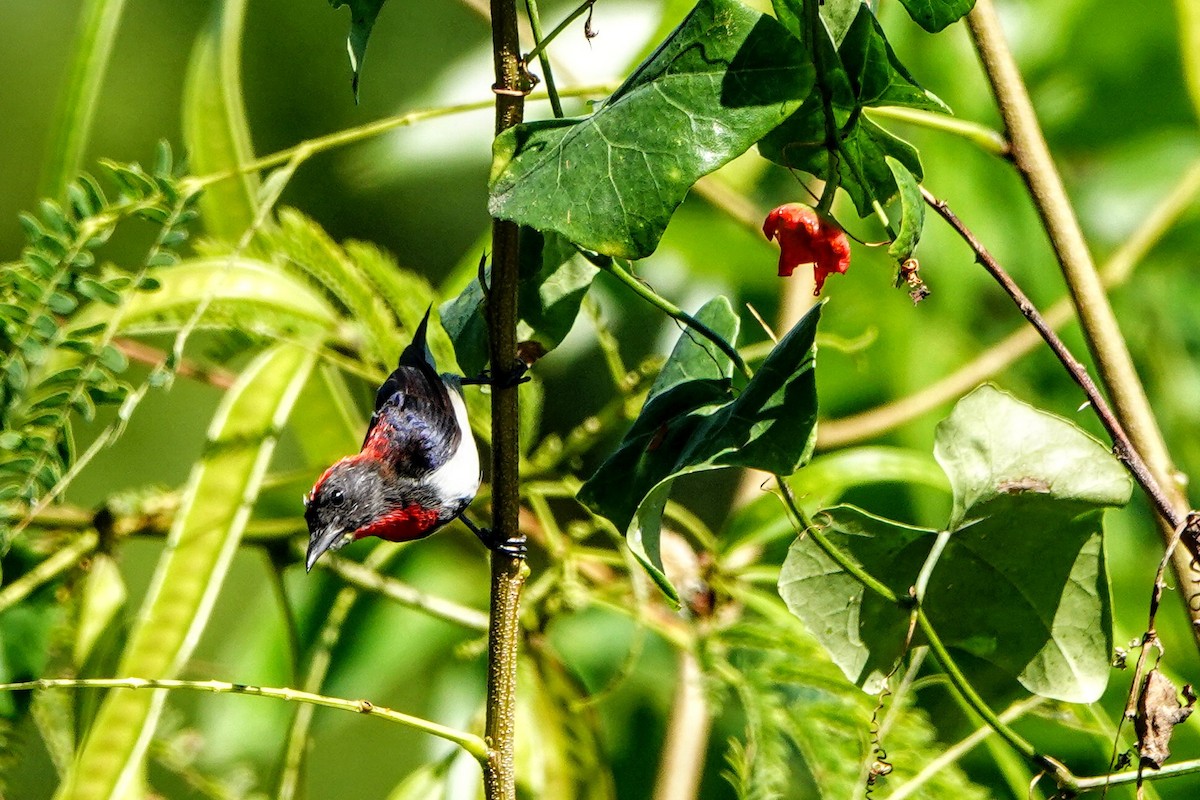 Black-fronted Flowerpecker - ML621160258