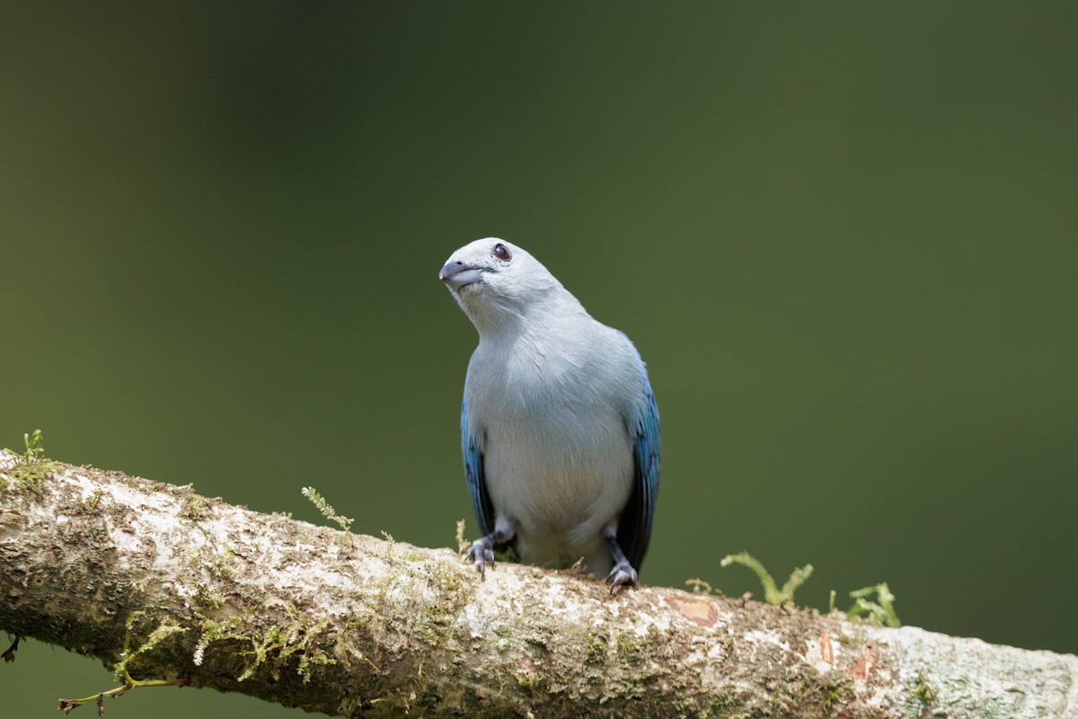Blue-gray Tanager - ML621160267