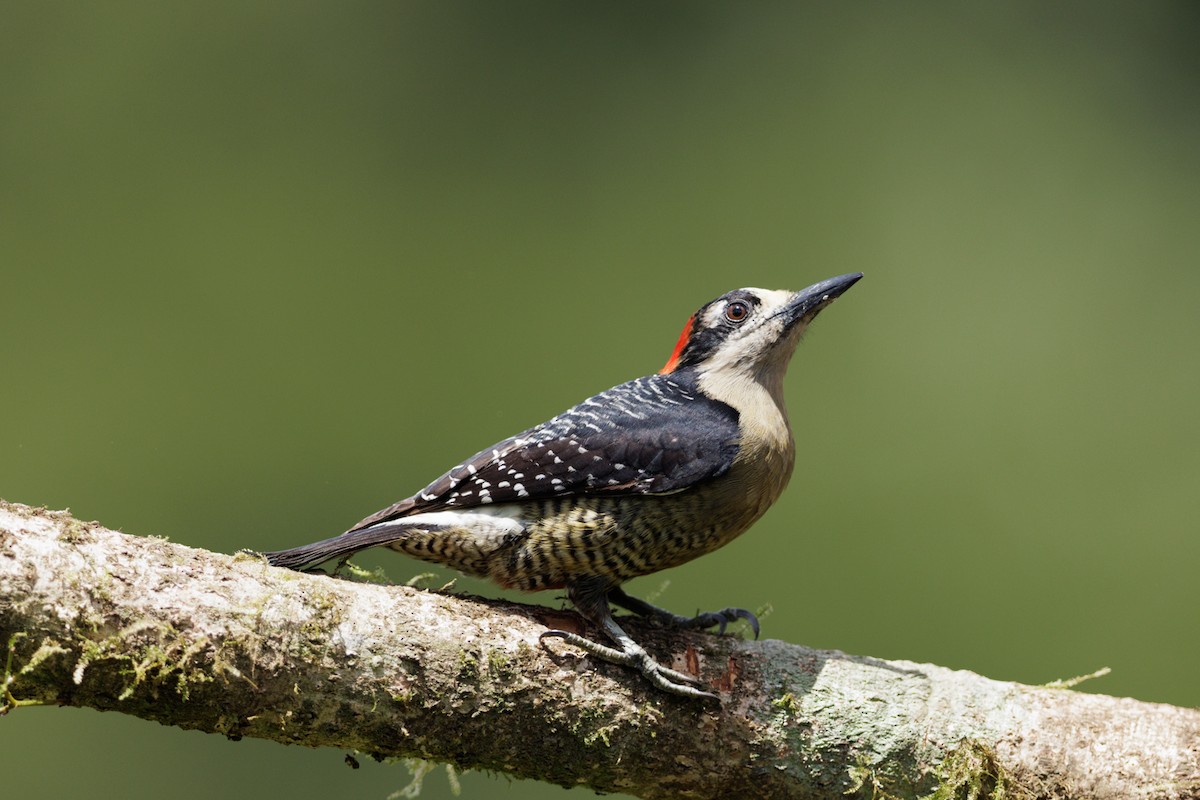 Black-cheeked Woodpecker - ML621160268