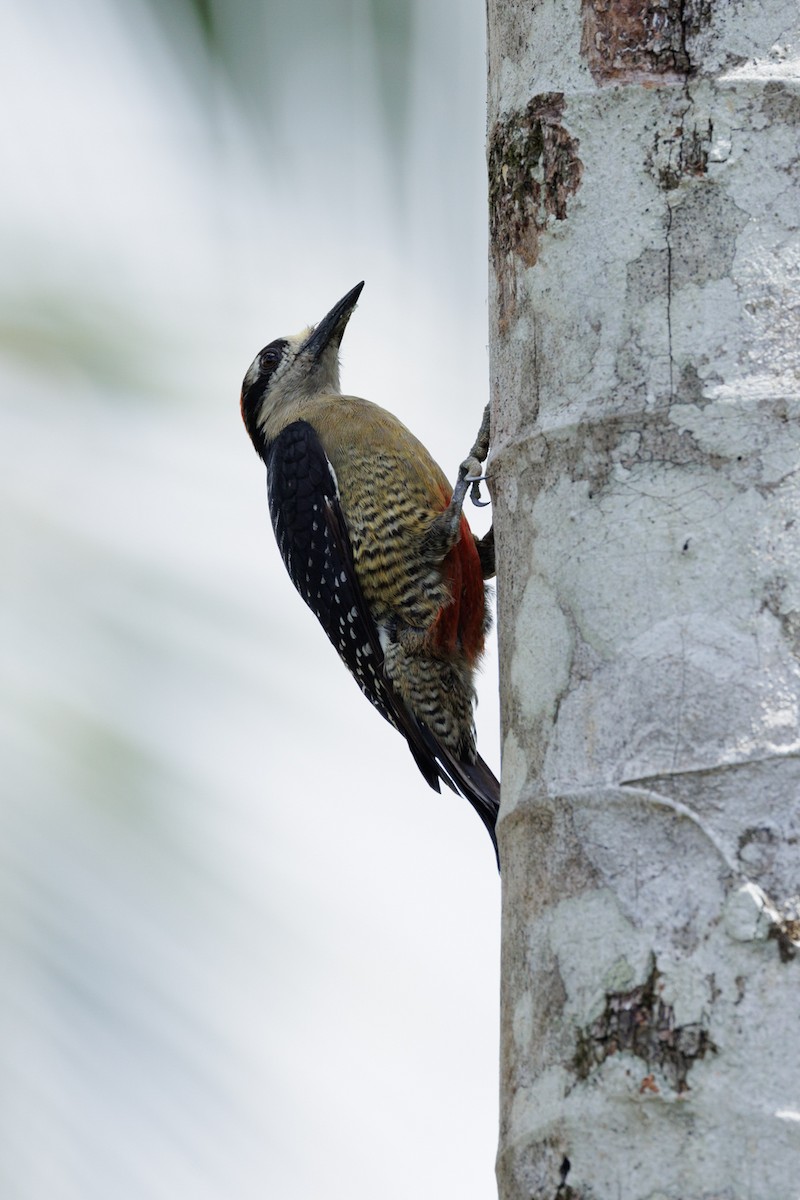 Black-cheeked Woodpecker - ML621160271
