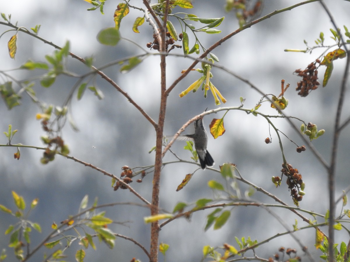 Broad-billed Hummingbird - ML621160274