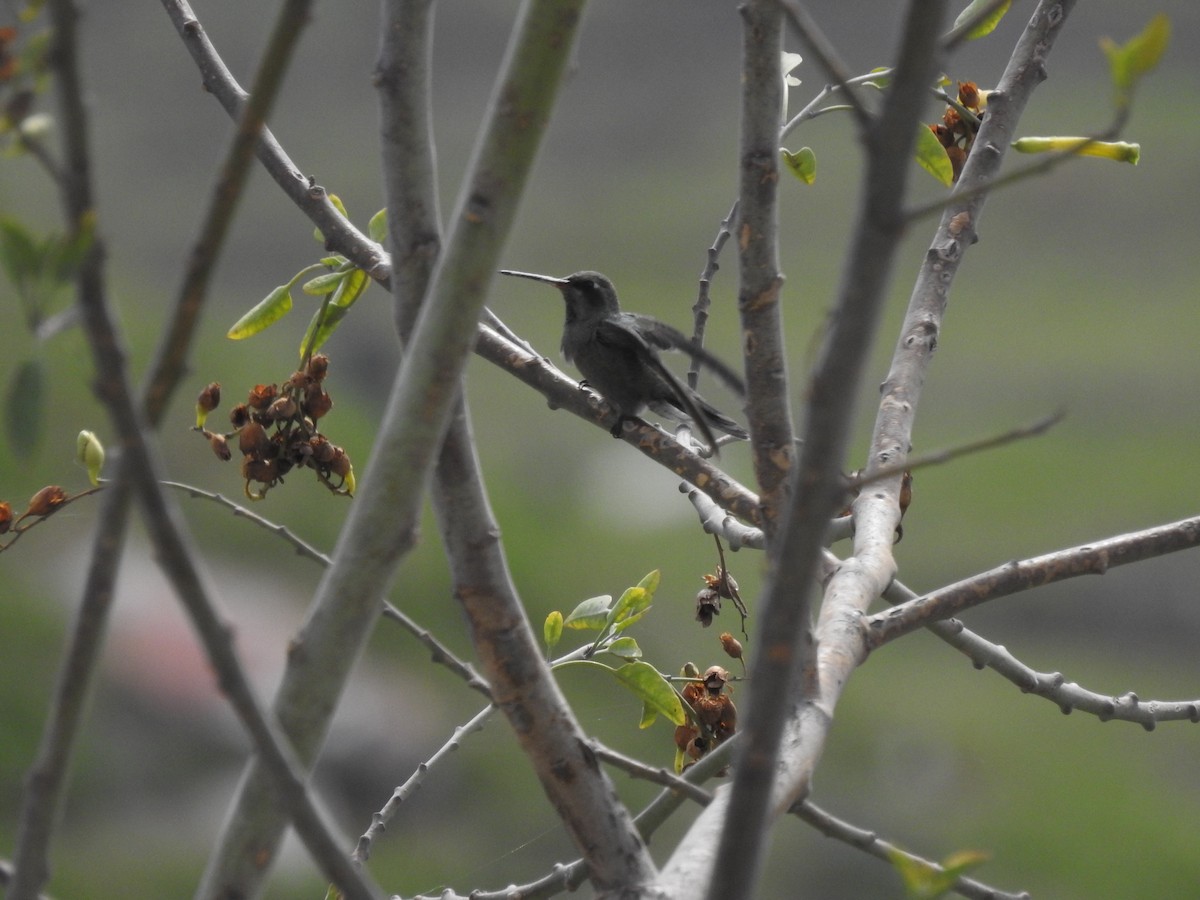 kolibřík širokozobý - ML621160275