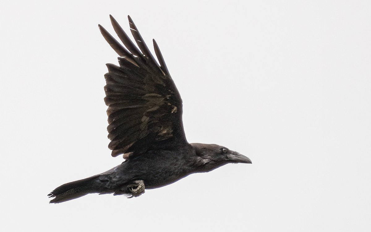 Common Raven - ML621160276