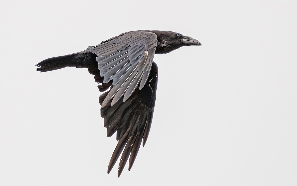 Common Raven - Wouter Van Gasse