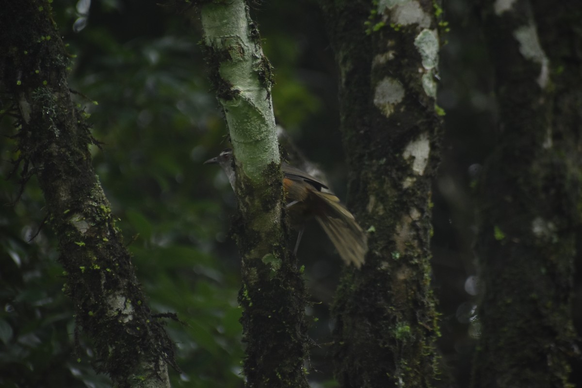 Ashambu Laughingthrush - ML621160299