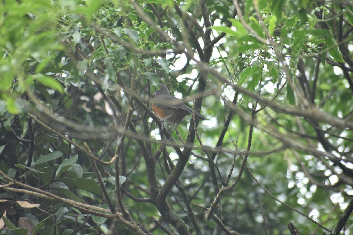 Ashambu Laughingthrush - ML621160301