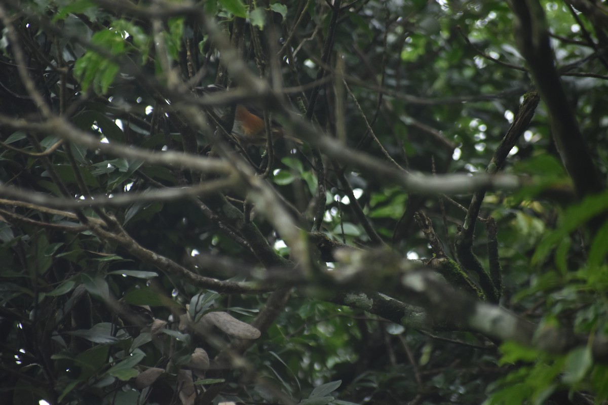 Ashambu Laughingthrush - Sivachand Mp