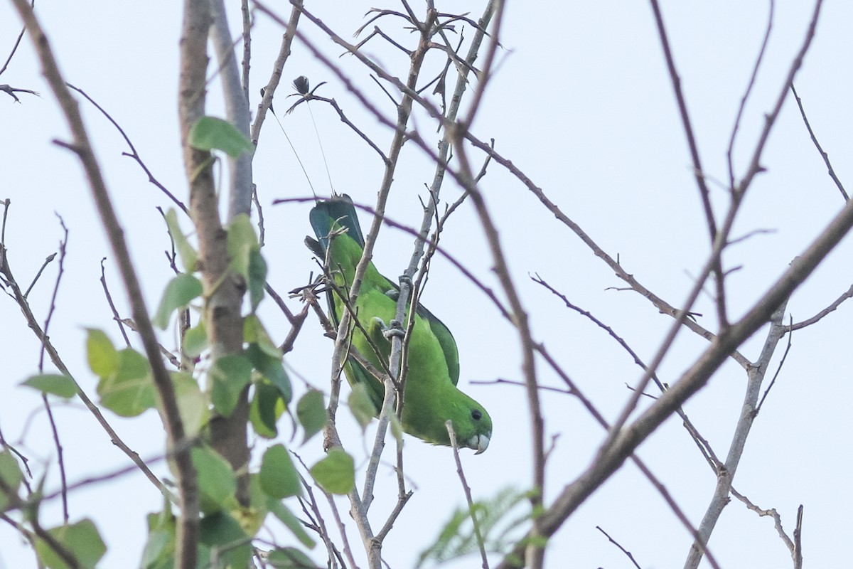 Папужець-віхтьохвіст зелений - ML621160303