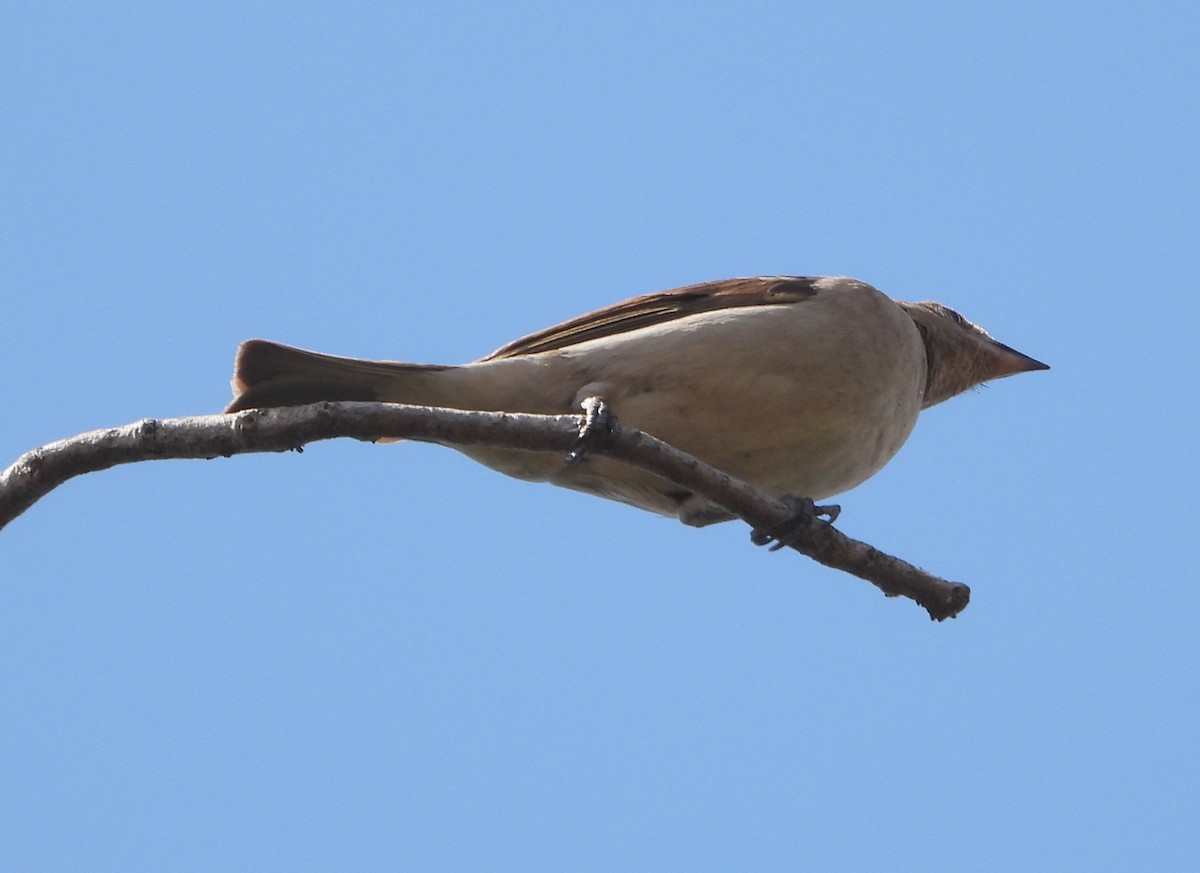 Northern Gray-headed Sparrow - ML621160306