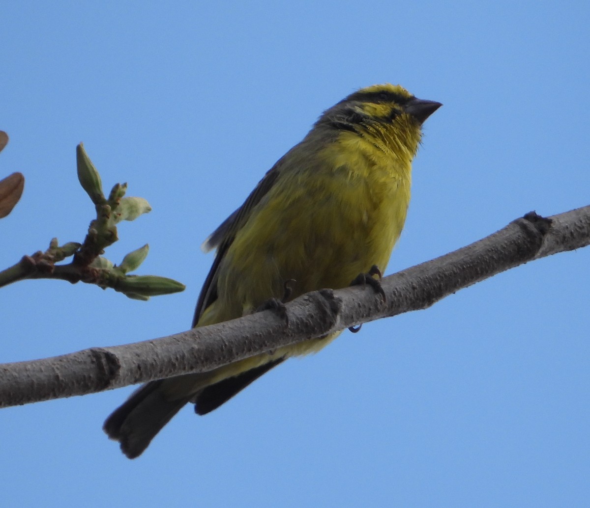 Yellow-fronted Canary - ML621160307