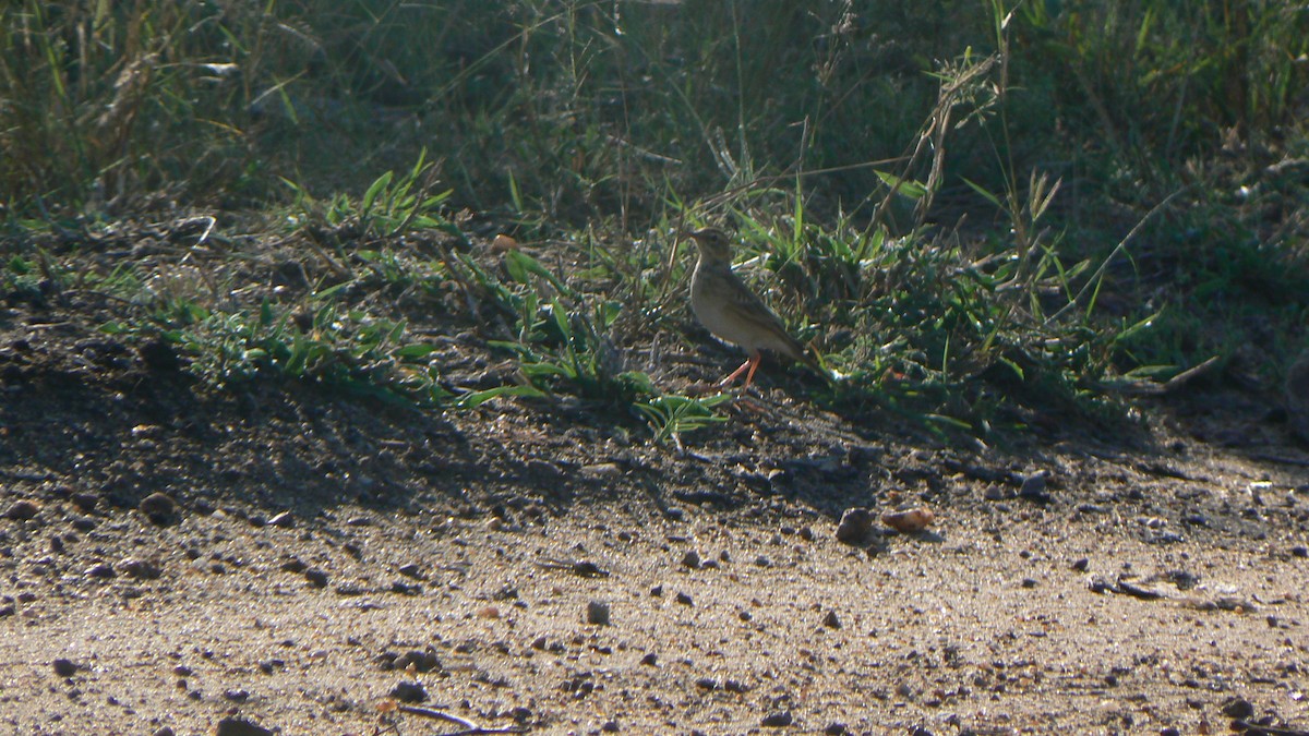 African Pipit - ML621160325