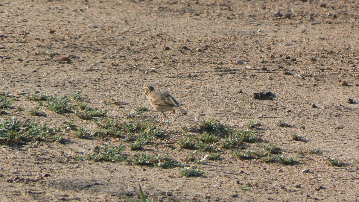 Pipit africain - ML621160326