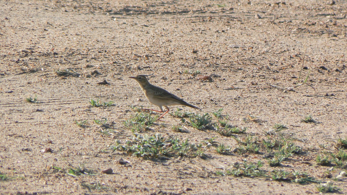 Pipit africain - ML621160327