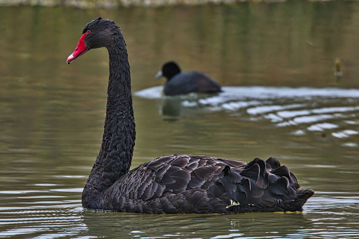 Black Swan - ML621160328
