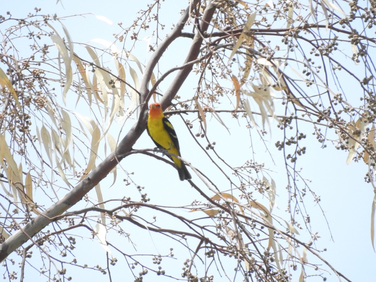 Western Tanager - ML621160338