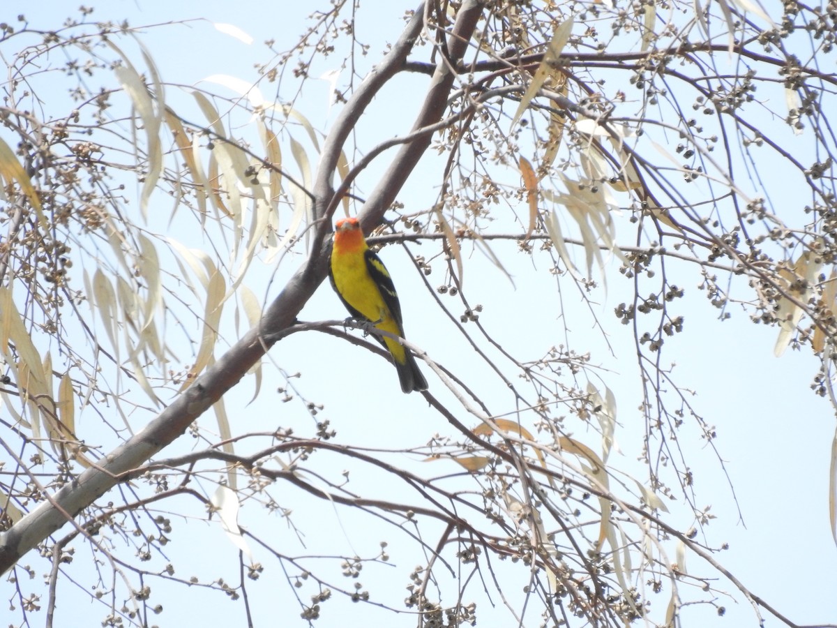 Western Tanager - ML621160339