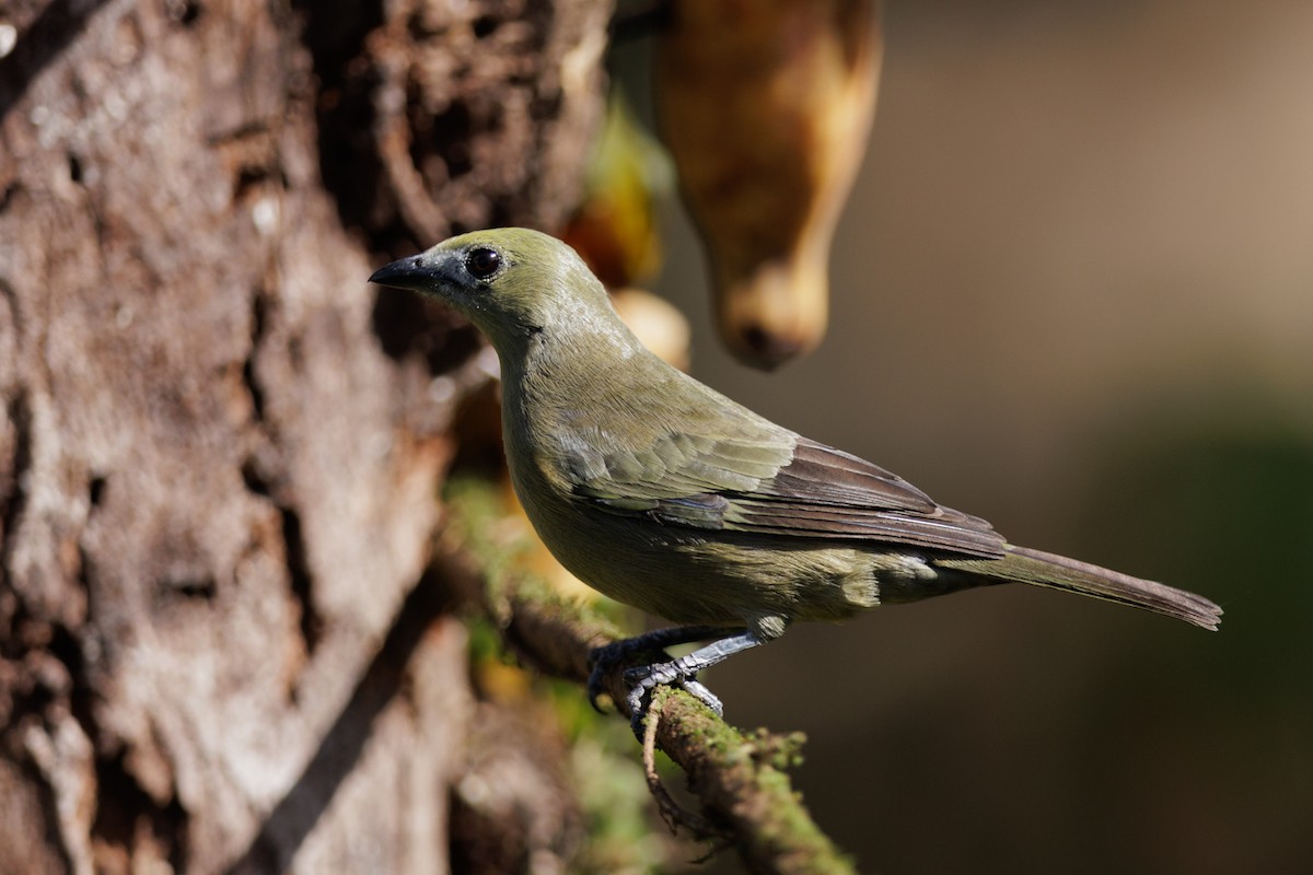 Palm Tanager - ML621160352