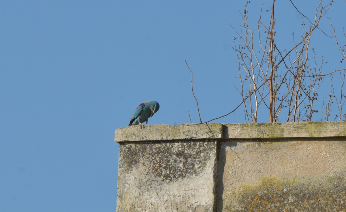 European Roller - ML621160367