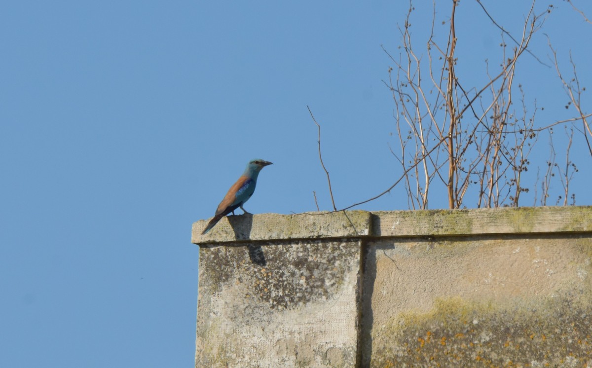 European Roller - ML621160368