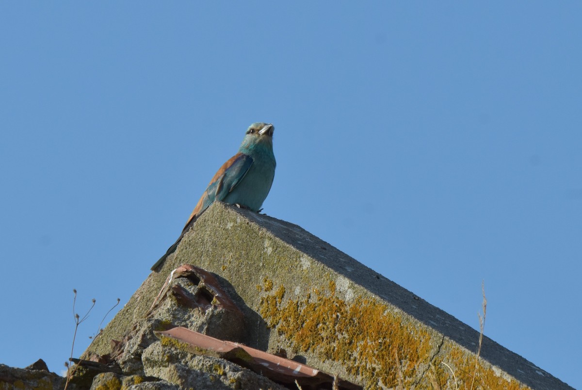 European Roller - ML621160369