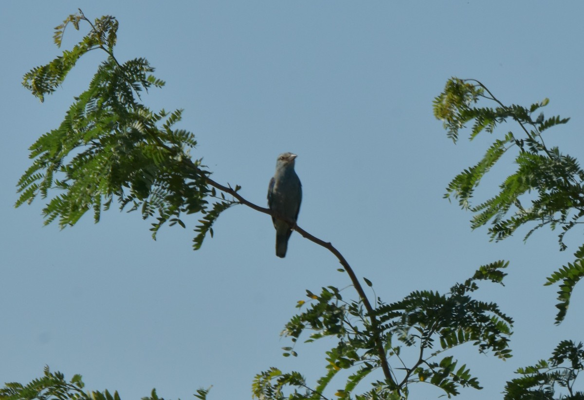 European Roller - ML621160370