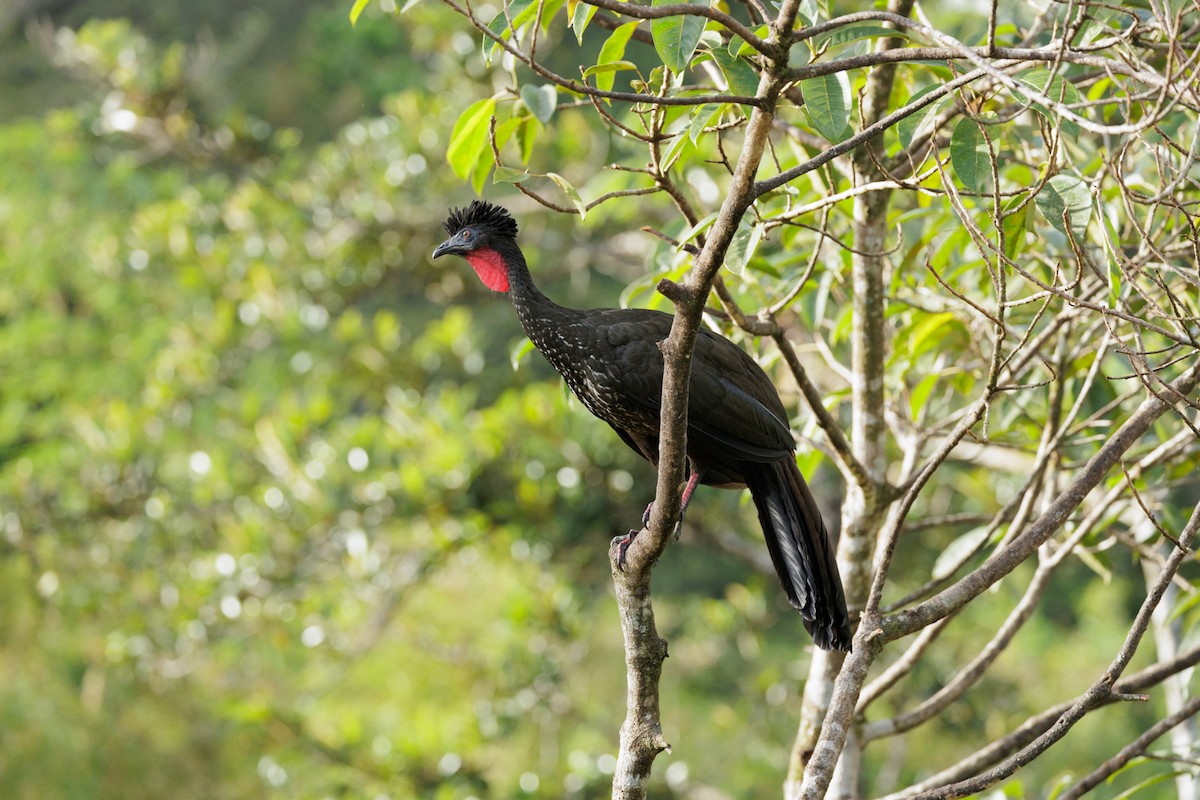 Crested Guan - ML621160380