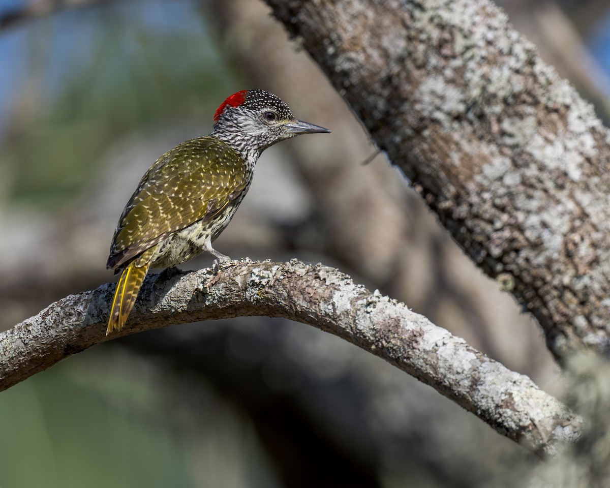 Golden-tailed Woodpecker - ML621160381