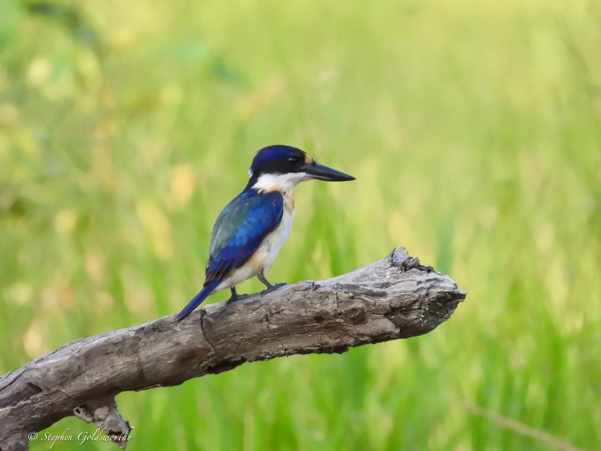 Forest Kingfisher - ML621160409