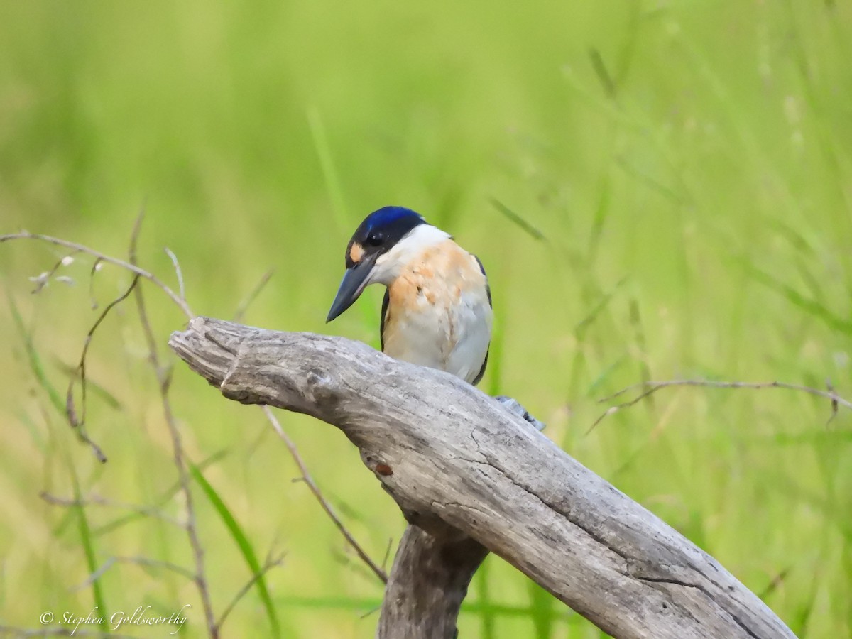 Forest Kingfisher - ML621160410