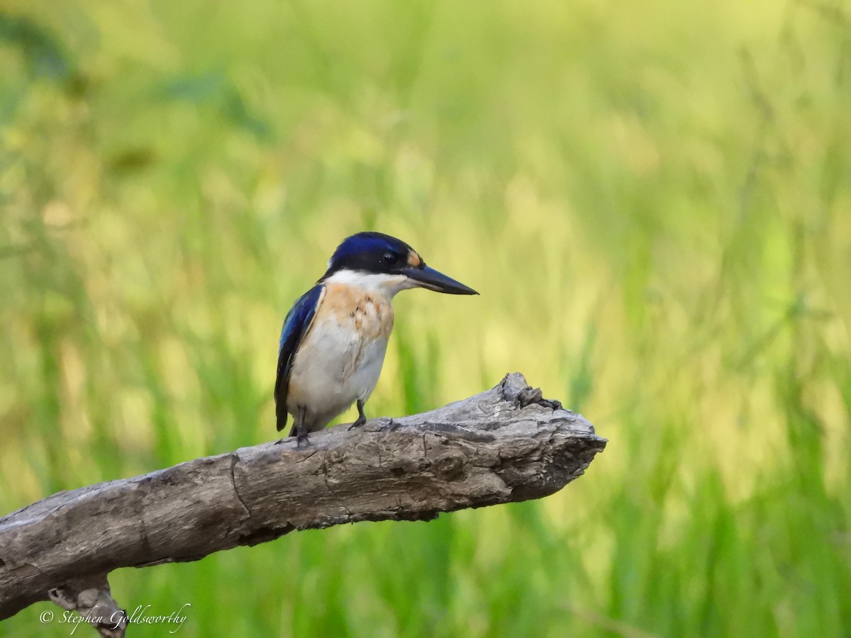 Forest Kingfisher - ML621160411