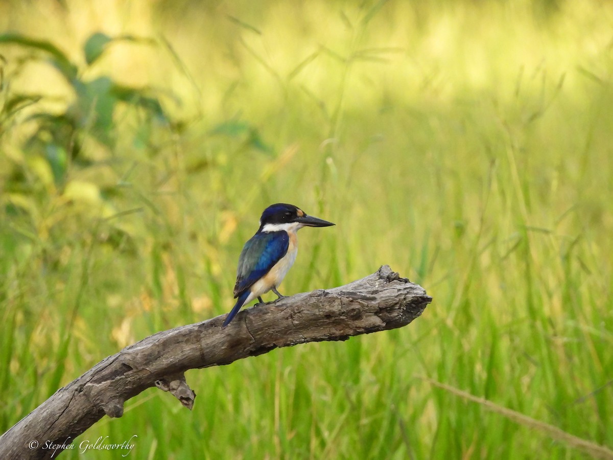 Forest Kingfisher - ML621160412