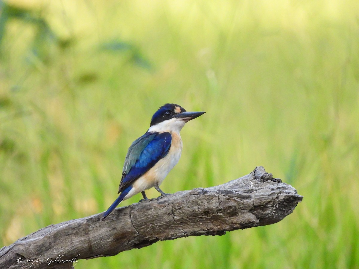 Forest Kingfisher - ML621160413