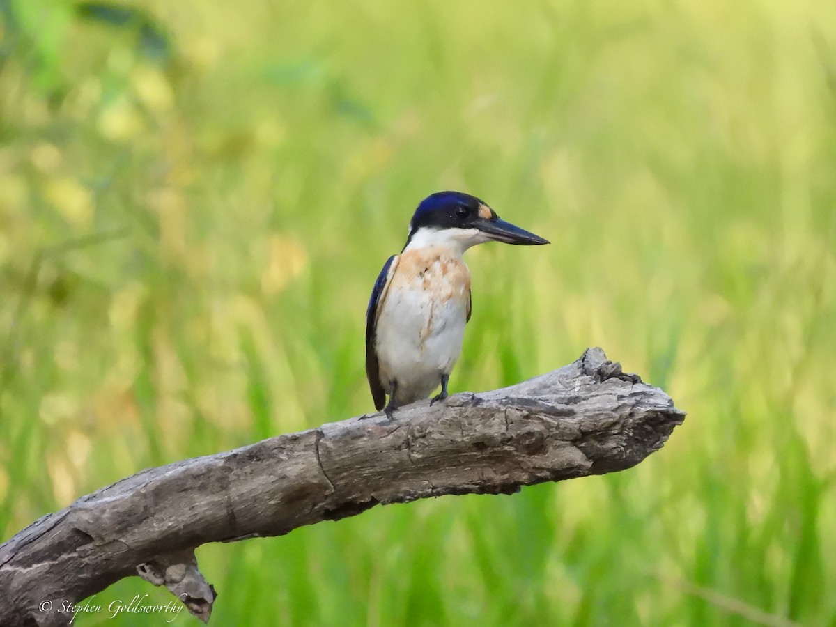 Forest Kingfisher - ML621160414