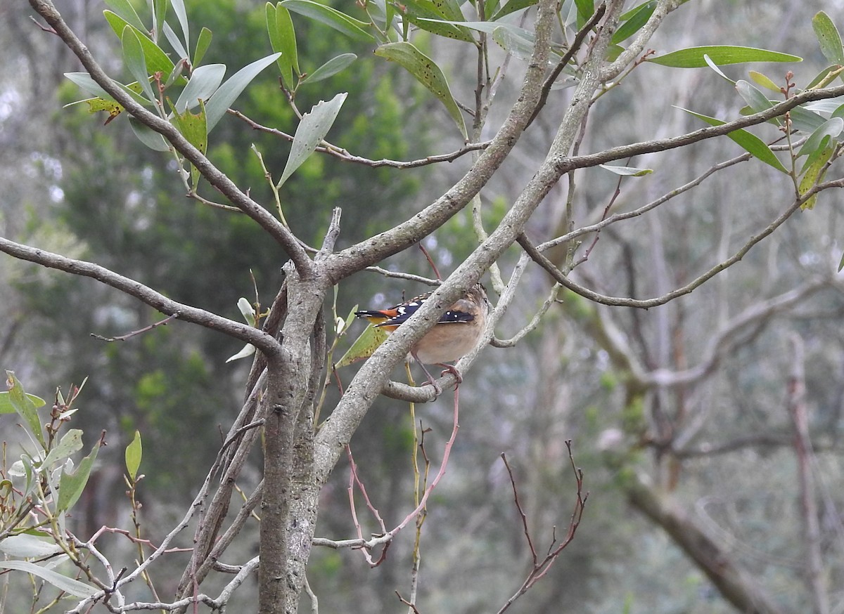 Spotted Pardalote - ML621160421