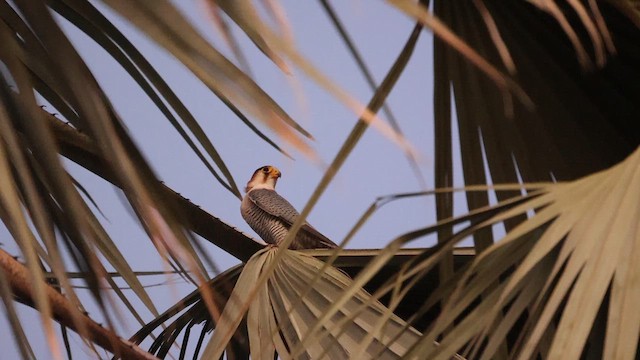 Red-necked Falcon - ML621160431