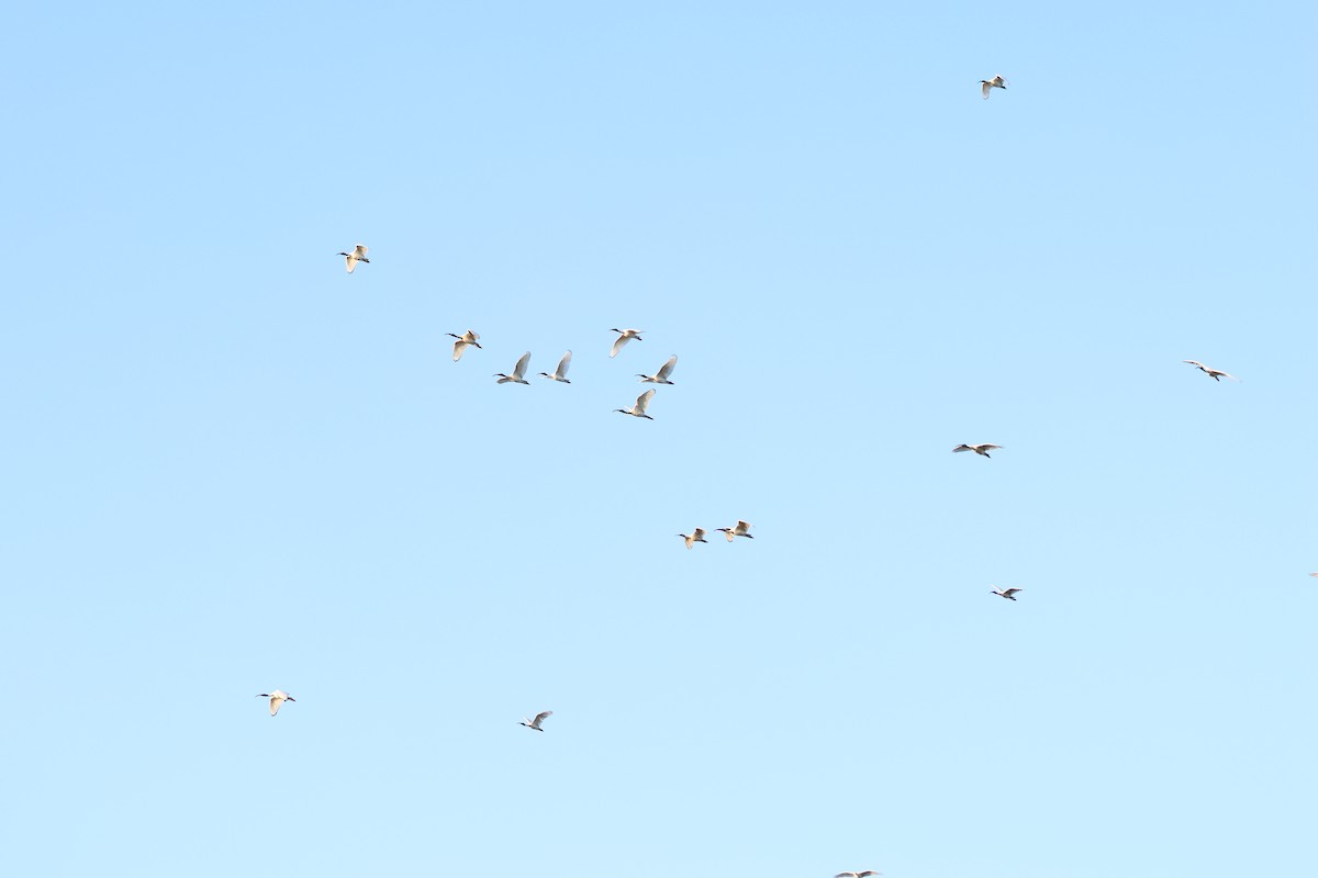 ibis australský - ML621160444