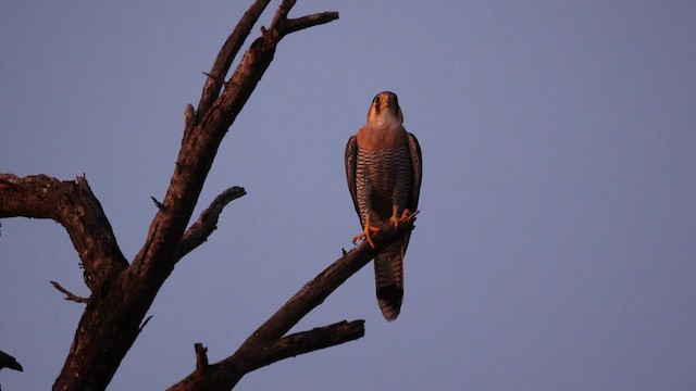 Red-necked Falcon - ML621160447