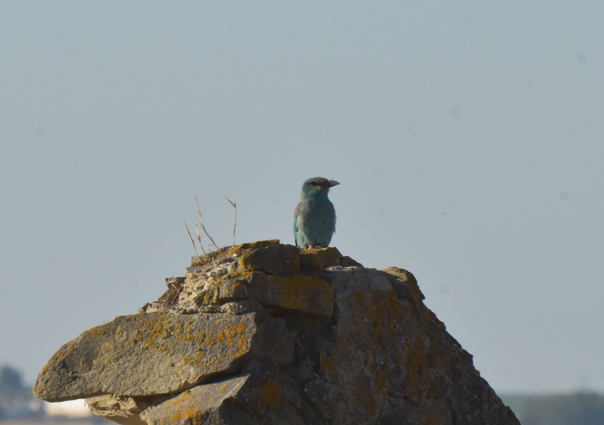 European Roller - ML621160459