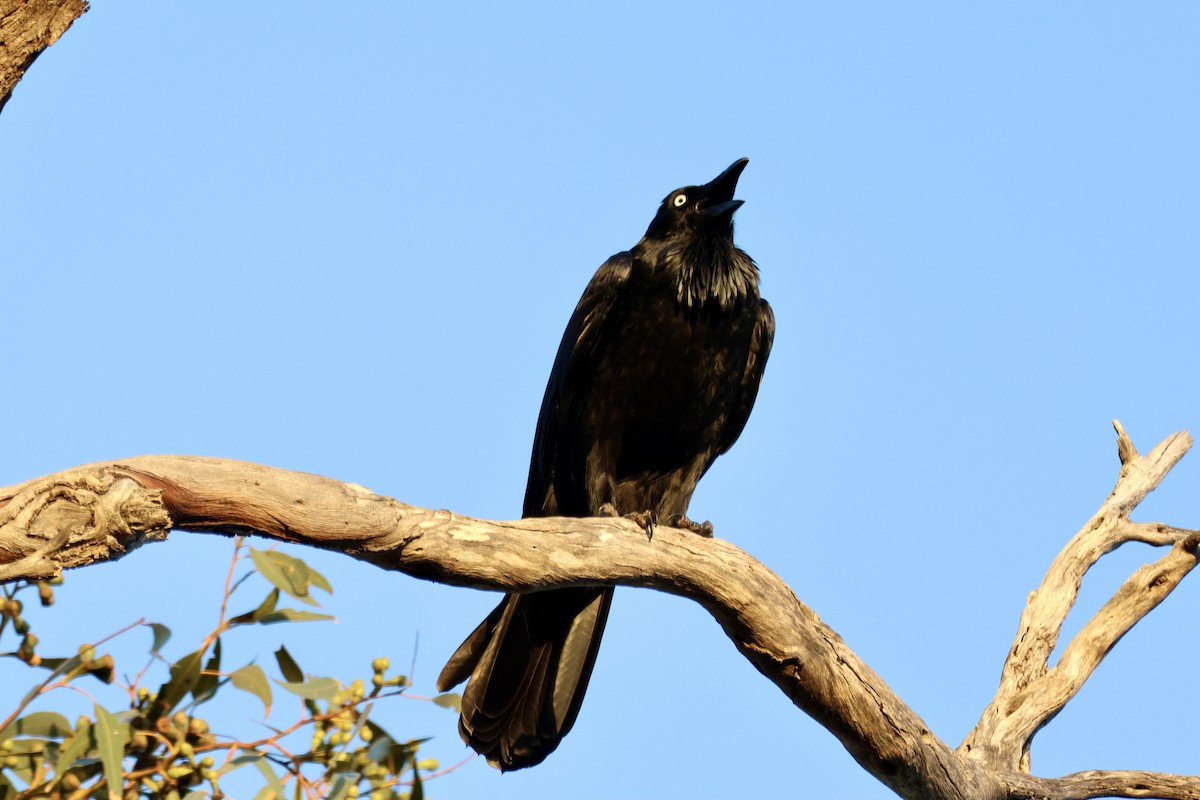 Cuervo Australiano - ML621160468