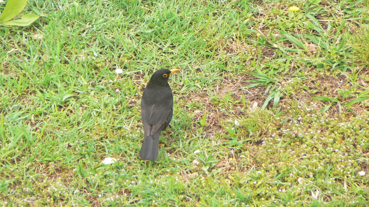 Eurasian Blackbird - ML621160491