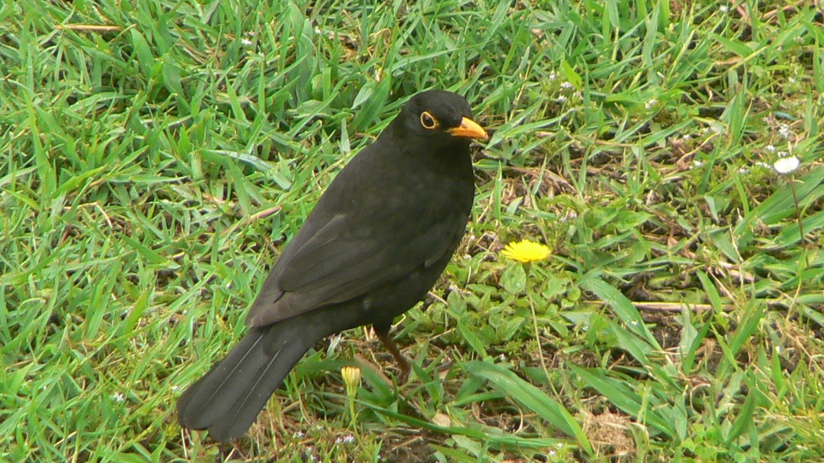 Eurasian Blackbird - ML621160492