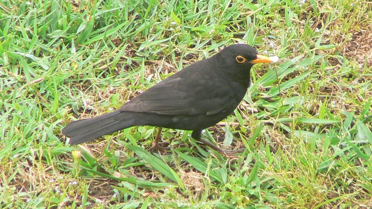 Eurasian Blackbird - ML621160493