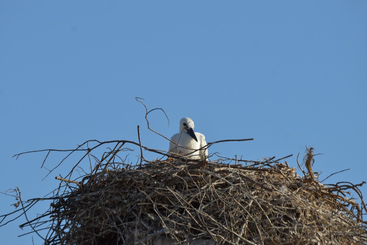White Stork - ML621160502