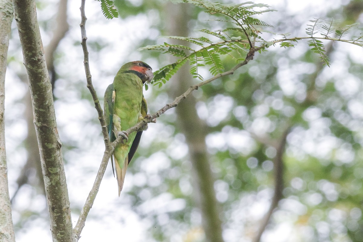 Long-tailed Parakeet - ML621160509